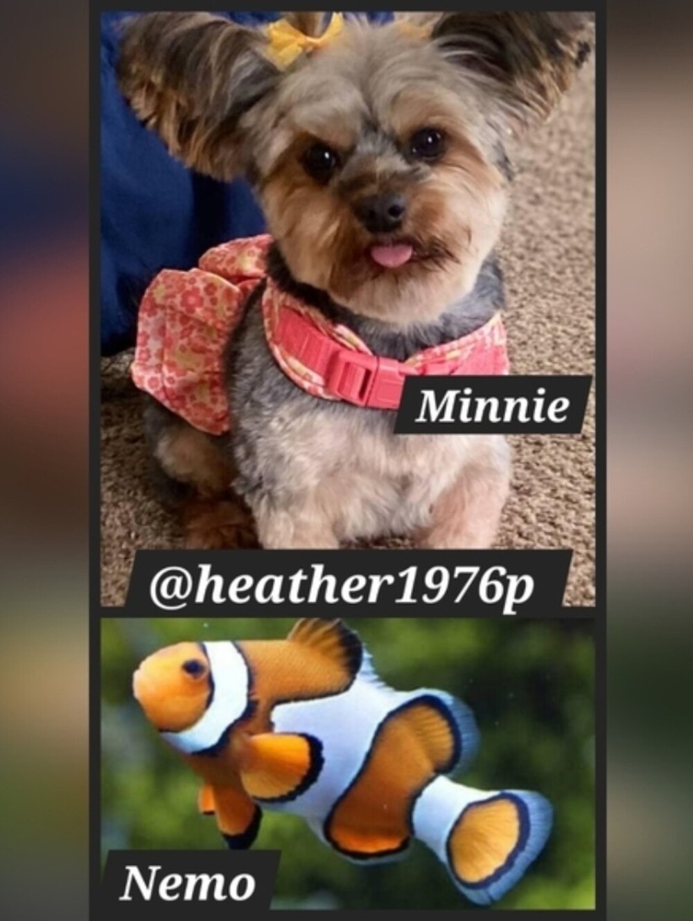 9/30 For The Love Of Pets Co-Host @heather1976p ๐พ๐๐พ๐โโฌ๏ธ - Picture 2 of 3